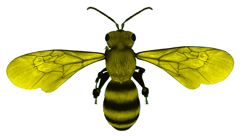 Bee Image 1