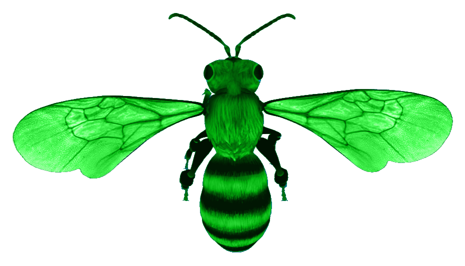Bee Image 3